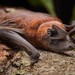 Murciélagos Rabones - Photo (c) Chien Lee, todos los derechos reservados