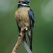 Whiskered Treeswift - Photo (c) Chien Lee, all rights reserved, uploaded by Chien Lee