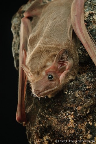 Black-bearded Tomb Bat in the wild — India wildlife