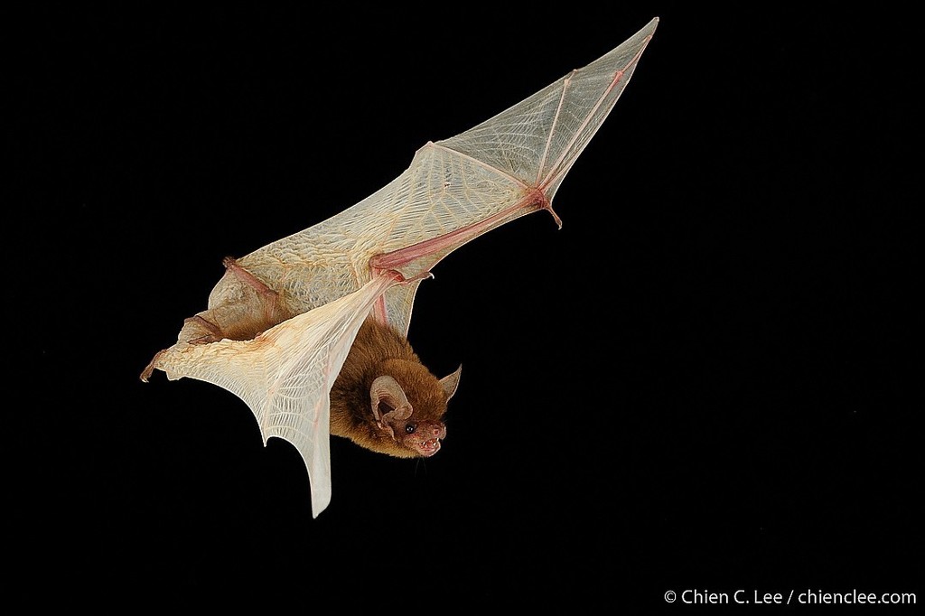 Vordermann's Pipistrelle (Hypsugo vordermanni)