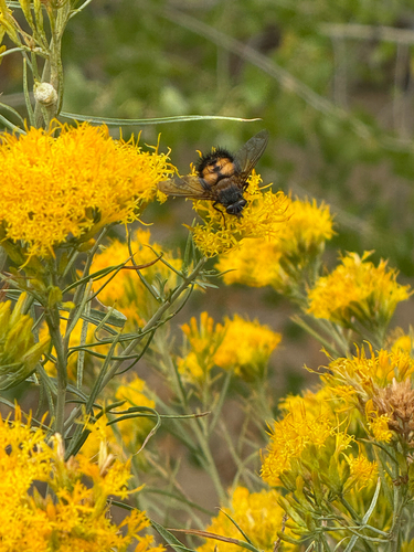 Unknown species found near Visitor Center Area Pathways, Springdale, UT, US
