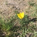 Zephyranthes filifolia - Photo (c) apwiemer, all rights reserved, uploaded by apwiemer