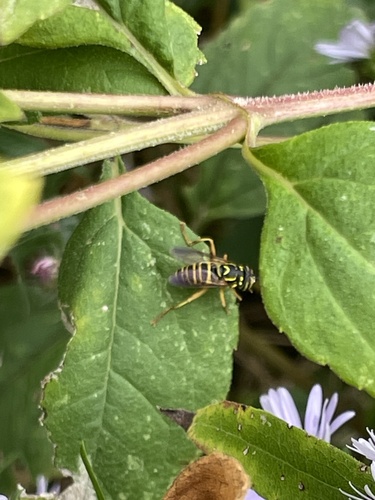 Unknown species found near Aldeah Ave, Columbia, MO, US