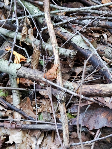 Hyrcanian Wood Frog