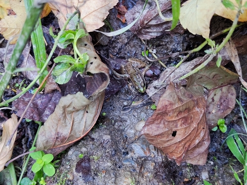 Marsh Frog