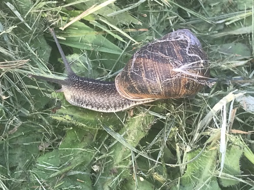 Cornu aspersum