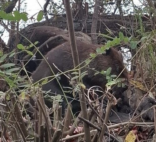 iNaturalist observation 2025-10-10