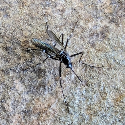 Unknown species found near Farragut, TN, USA