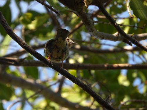 Bicolored Conebill