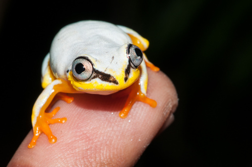 Blue-back Reed Frog