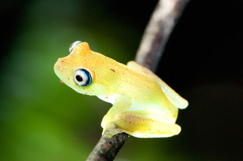 Green Bright-eyed Frog