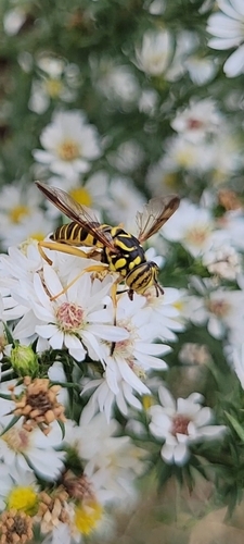 Unknown species found near Pinckney, Lawrence, KS 66044, USA