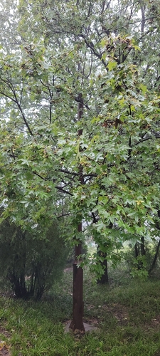 Shandong Maple