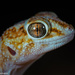 Namib Giant Ground Gecko - Photo (c) Laurent Hesemans, all rights reserved, uploaded by Laurent Hesemans