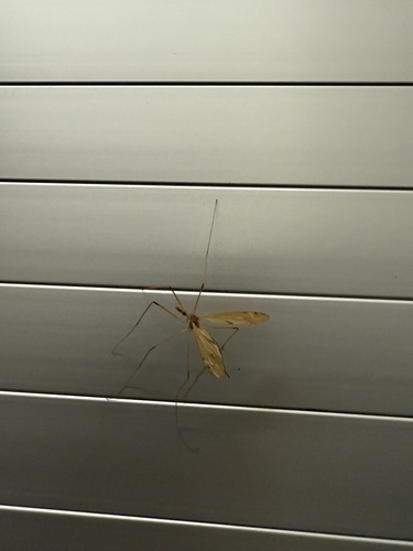 Unknown species found near Air Line Trail, East Hampton, CT, US