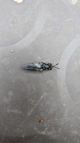 Unknown species found near Fishers, IN 46038, USA