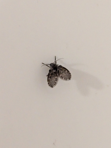 Unknown species found near Lebanon, TN, USA