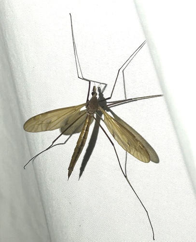 Unknown species found near Chesire Pl, Hendersonville, TN, US