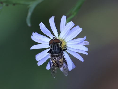 Unknown species found near Overton Park, Memphis, TN, US
