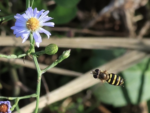 Unknown species found near Overton Park, Memphis, TN, US