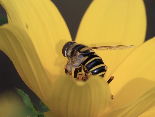 Unknown species found near Overton Park, Memphis, TN, US