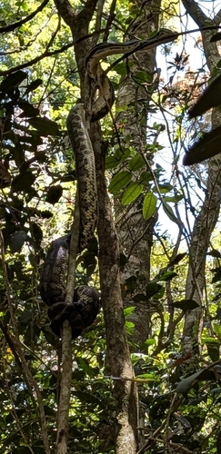 Coastal Carpet Python sighting