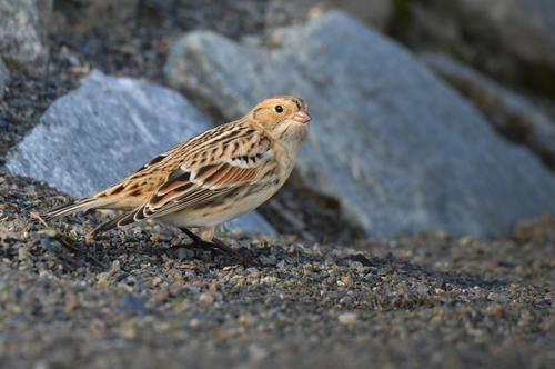 Lapland Longspur