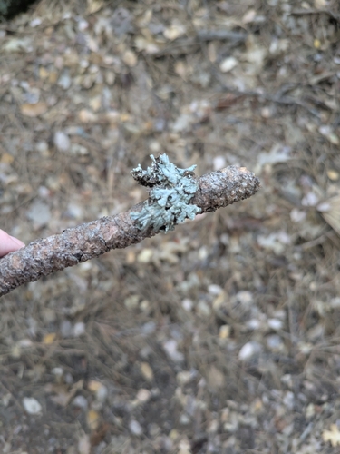 iNaturalist observation photo of rosette lichens