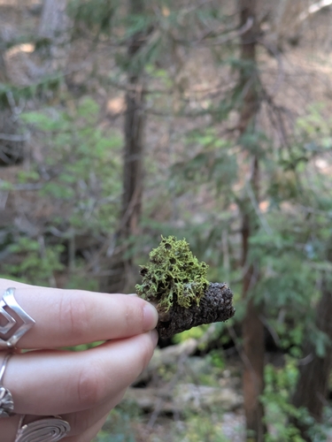iNaturalist observation photo of Brown-eyed Wolf Lichen