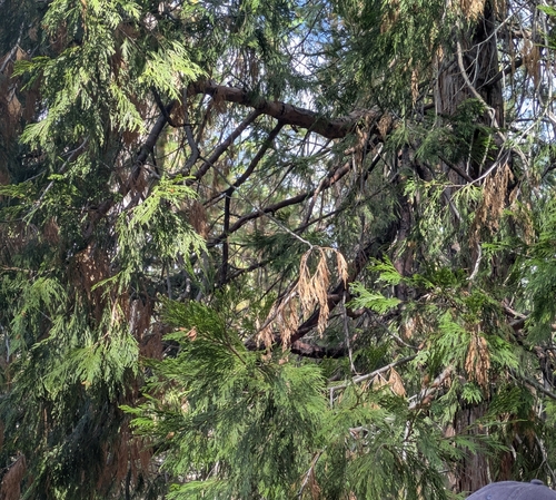 iNaturalist observation photo of California incense-cedar