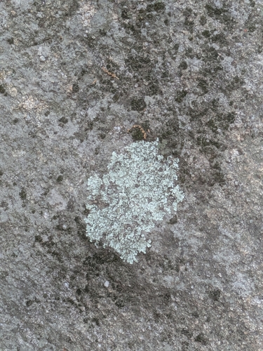 iNaturalist observation photo of Hooded Rosette Lichen