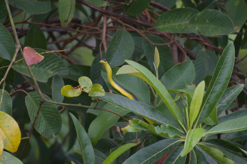 Common Tree Snake sighting