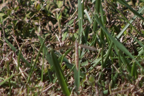 Unknown species found near Boone County, KY, USA