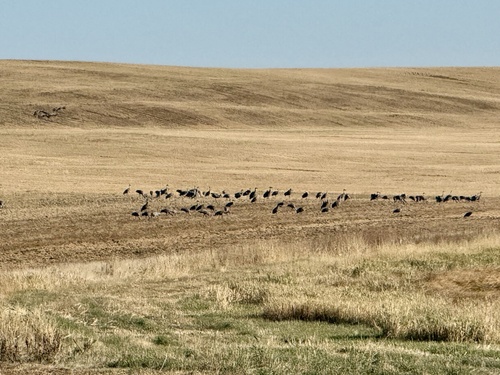 Sandhill Crane