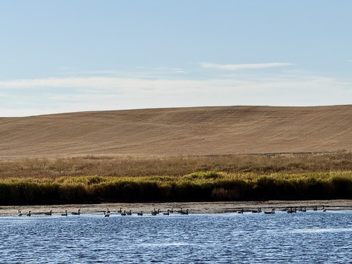 Canada Goose