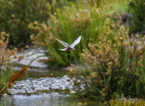 Common Tern
