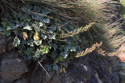 Artemisia congesta