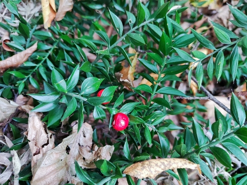 Ruscus hyrcanus
