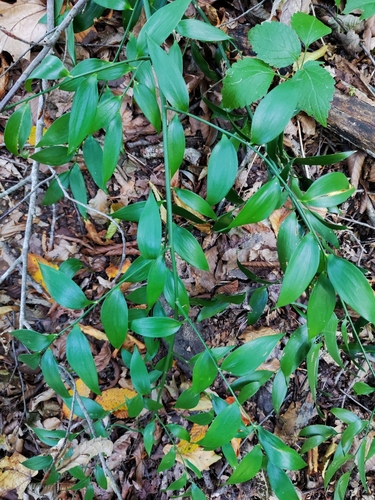 Alexandrian Laurel