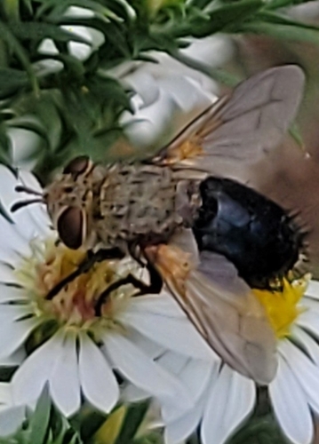 Unknown species found near Pinckney, Lawrence, KS 66044, USA