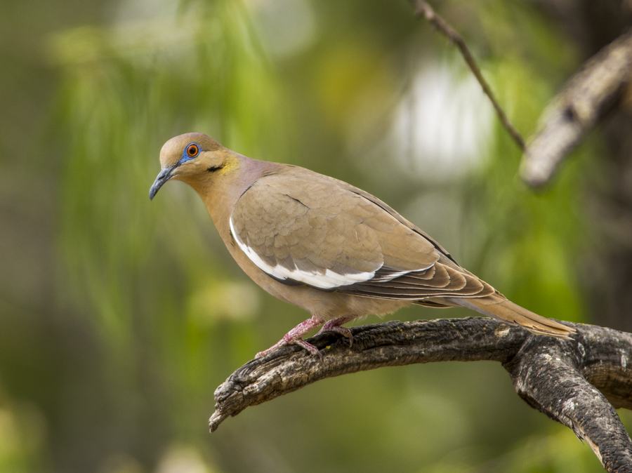 White-winged Dove