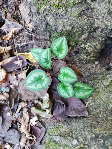 Cyclamen elegans