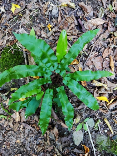 Hart's-tongue fern