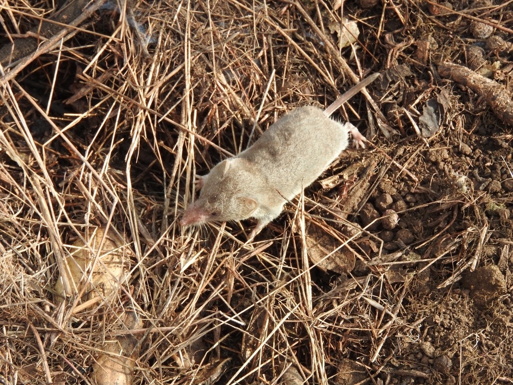 Ticul’s desert shrew in December 2019 by Chris DeGroof · iNaturalist