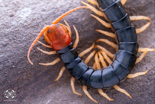 Scolopendra subspinipes