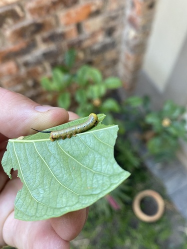 Pellucid Hawkmoth