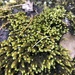 Ciliate Hoarmoss - Photo (c) Katama Rose Murray, all rights reserved, uploaded by Katama Rose Murray