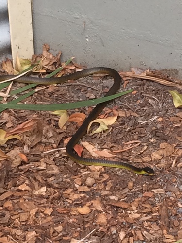 Common Tree Snake sighting