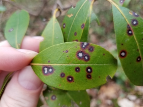 Mountain Laurel Leaf Spot