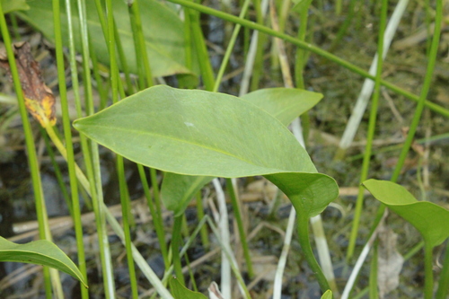 European Water-plantain